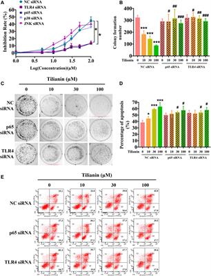 Corrigendum: Tilianin extracted from Dracocephalum moldavica L. induces intrinsic apoptosis and drives inflammatory microenvironment response on pharyngeal squamous carcinoma cells via regulating TLR4 signaling pathways